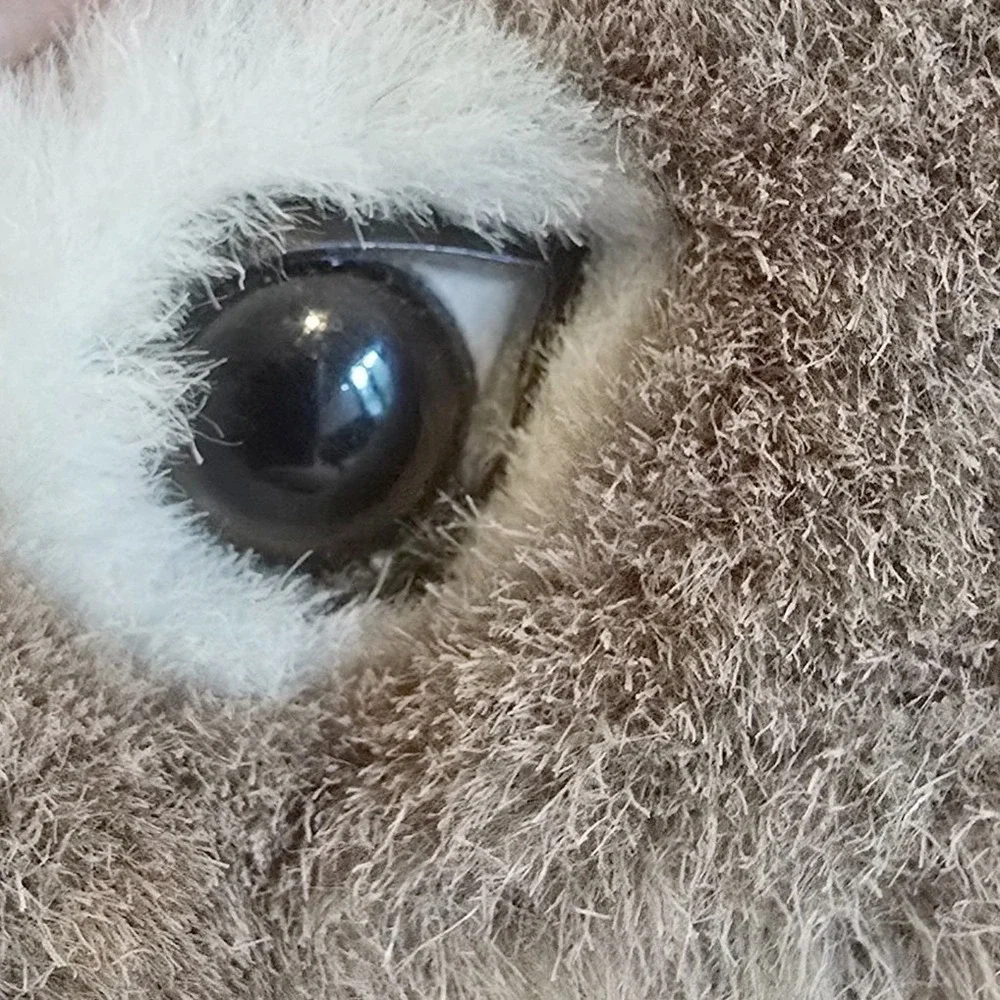Rare Darling‎ You Koala Plush 10